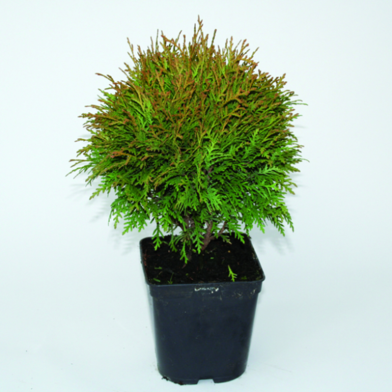 Туя западная Меки